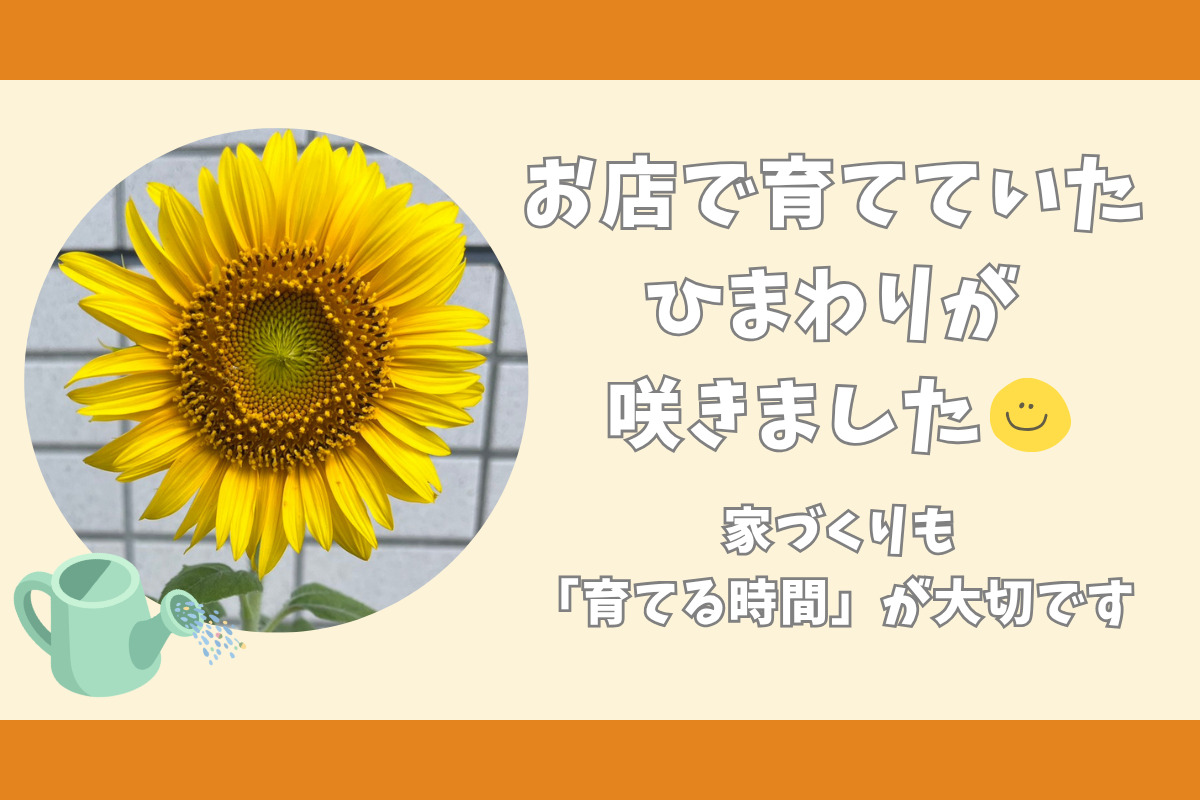 お店で育てていた ひまわりが 咲きました！